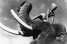 flaherty_elephant