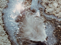 Blacktop, Charles Eames, Ray Eames, USA 1952